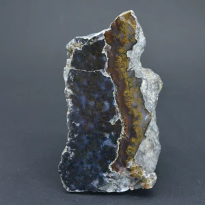 راف شجر سیاه